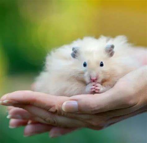 hamster.ckm|The Hamster Forum.